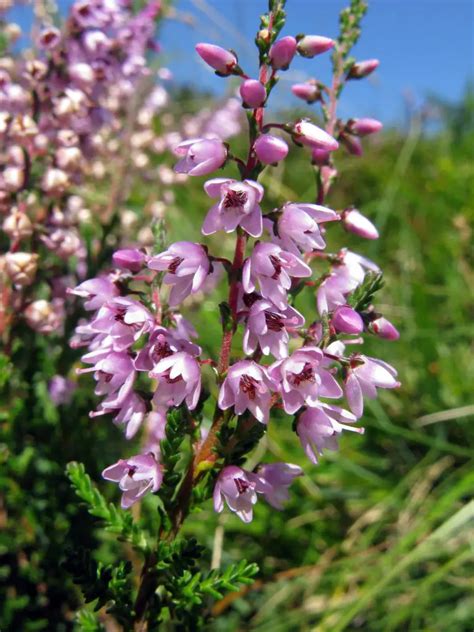 Calluna Heather Common Heather Scottish Heather A To Z Flowers