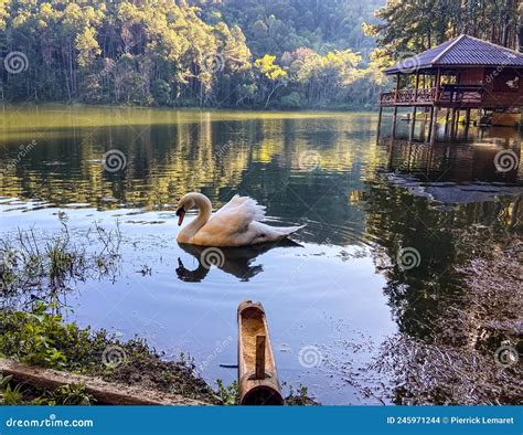 Lago De Parque Nacional Pang Oung Y Bosque De Pinos En Mae Hong Son