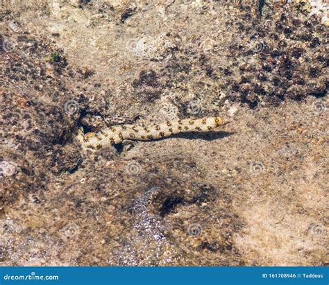 Sea Moray Eel in Natural Habitat, Natural Tropical Background Stock ...