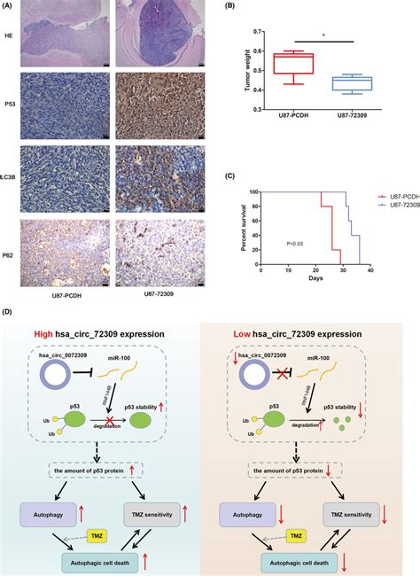 Hsa Circ 0072309 Promotes The Autophagy Of Glioblastoma In Vivo A He