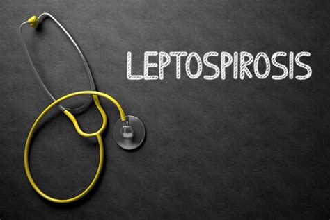 10 Symptoms And Treatments Of Leptospirosis Health And Detox And Vitamins