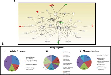 Protein Interaction Network And Function A Ingenuity Pathway