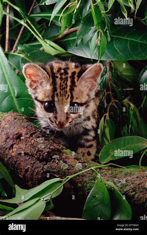 Margay Leopardus Wiedii Kitten Amazon Brazil Stock Photo Alamy