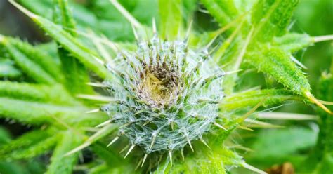 Get Rid of Grass Burrs and Stickers in Your North Texas Lawn