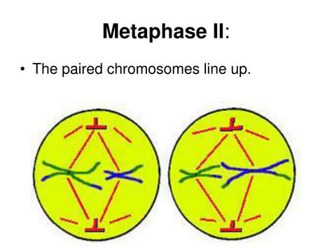 Ppt Cell Division Powerpoint Presentation Free Download Id6851703