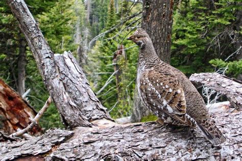Grouse Wallpapers Wallpaper Cave