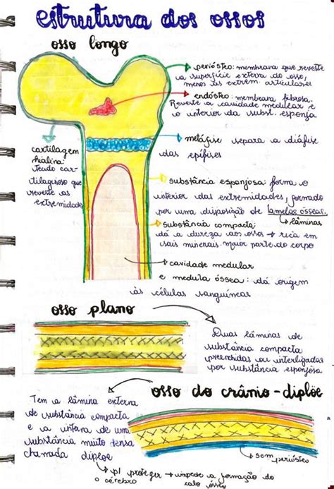 Introdução à osteologia resumo Anatomia dos Animais Domesticos