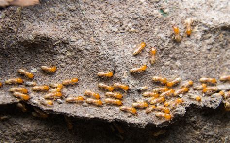 What Is A Termites Colony Ninja Pest Control