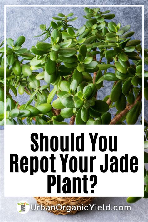 How And When To Repot Jade Plants Artofit