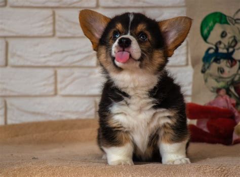 Kr Lewski Pies Welsh Corgi Baza Wiedzy Krakvet Pl