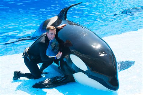 seaworld pictures wallpaperscom
