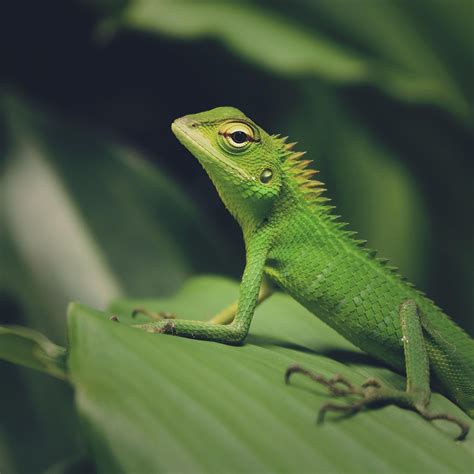 50000 Free Dragon Eyes And Dragon Images Pixabay
