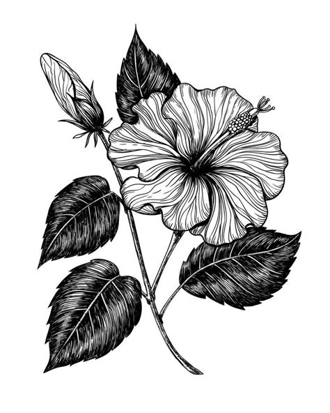 Pin By Tinkerbell On Different Pixs Hibiscus Flower Drawing