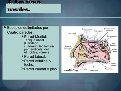 1 Anatomia De Las Fosas Y Senos Paranasales Otorrinolaringologia PPT