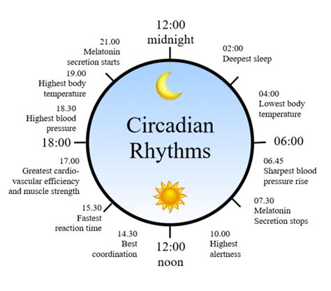 Circadian Rhythms Page 2 Of 5 Agnitus Life