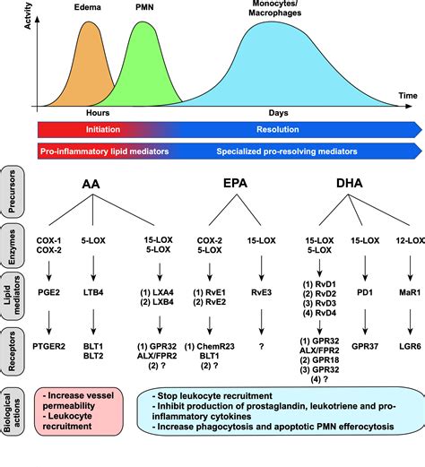 Frontiers Specialized Pro Resolving Mediators Mitigate Cancer Related Inflammation Role Of