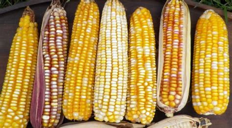 Steps To Saving Corn Seed Southern Exposure Seed Exchange