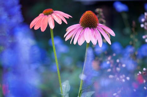 Hintergrundbilder Pflanzen Blau Blumen Makro Natur Bunt