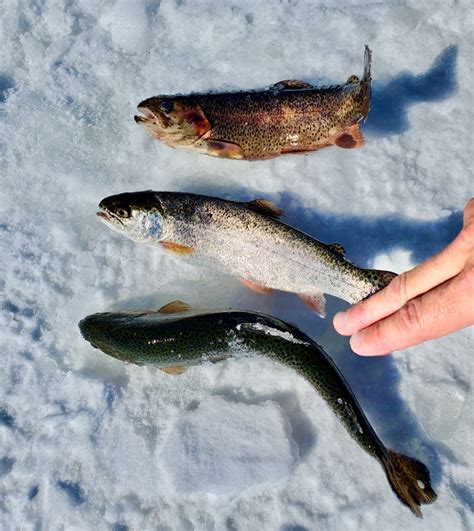 Photos Wolford Mountain Reservoir Ice Fishing Tournament