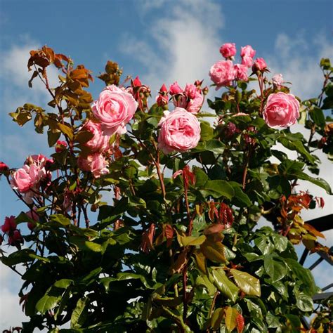 Arborose® Kiss Me Kate™ Climbing Rose Sooner Plant Farm