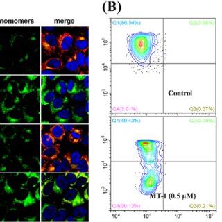 Fluorescence Microscopy Images A And Flow Cytometry Quantification