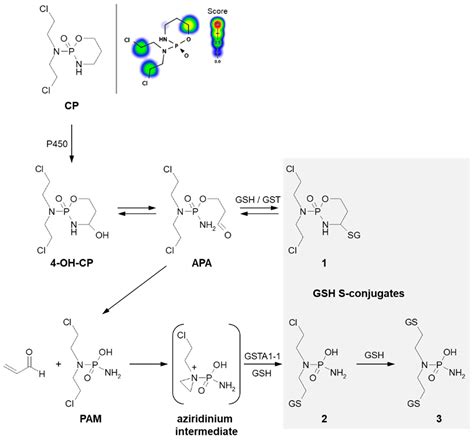 Glutathione Mediated Conjugation Of Anticancer Drugs An Overview Of