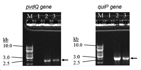 Pcr Detection Of Pvdq And Quip Genes In P Aeruginosa Strain 2ws8 Pvdq Download Scientific