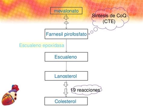 Cetogenesis Cetolisis