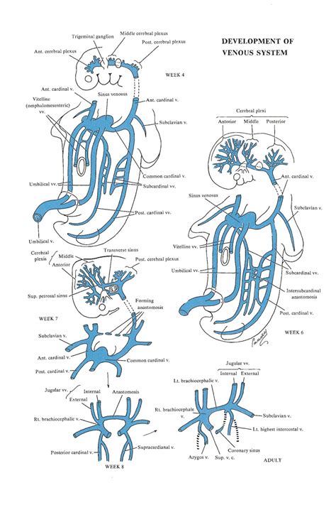 Chapter 125 Development Of The Venous System Primitive Venous Network And Superior Vena Cava