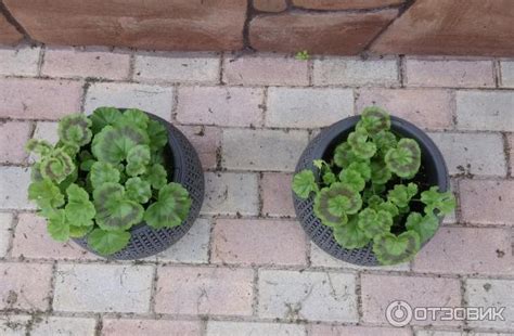 Отзыв о Семена герани (пеларгонии) Аэлита "Палитра красок" смесь ...