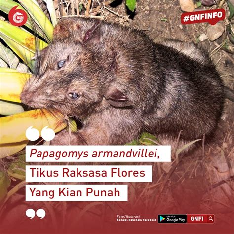 Good News From Indonesia On Twitter Tikus Raksasa Flores Ini Memiliki