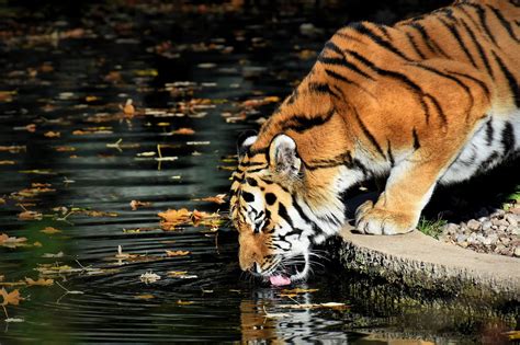 Laohu 老虎 Macan Belajar Bahasa Flora Fauna Tionghoa org