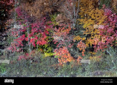 Indian Summer Canada Hi Res Stock Photography And Images Alamy