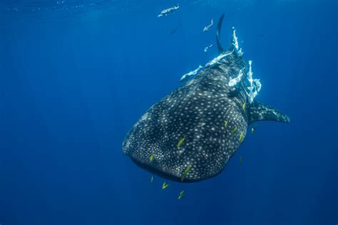 Requin Baleine Rhincodon Typus Nosy Be Antoine Baglan Flickr