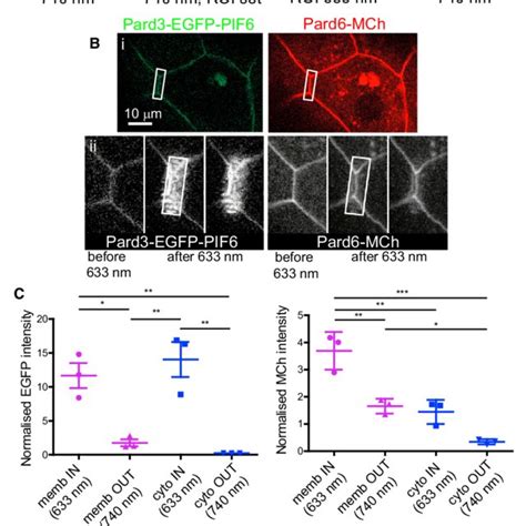 Subcellular Control of Protein Localization | Download Scientific Diagram 