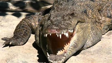 Philippine crocodile - Alchetron, The Free Social Encyclopedia