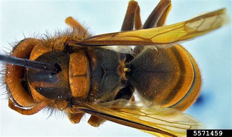 Yellow Legged Hornet Vespa Velutina