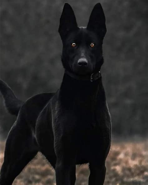 a black dog standing on top of a grass covered field