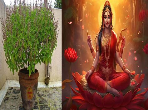 Vastu Tips The Direction Of Tulsi And The Arrival Of Maa Lakshmi Are