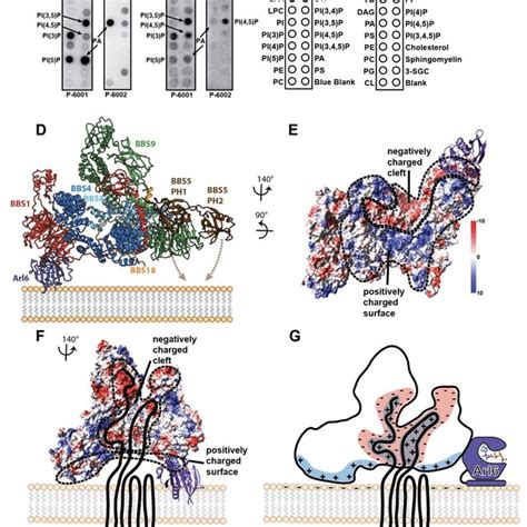 Figure S Positioning Of Bbs In The Bbsome Core Complex A Pairs