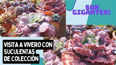 TOUR POR UN VIVERO Casi Me Da Un Ataque Con Tantas Plantas Hermosas