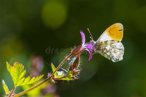 Papillon Orange Dastuce Cardamines Danthocharis Vue Principale