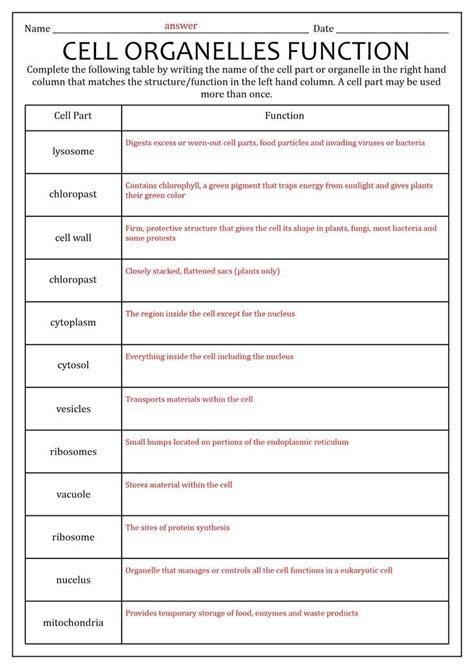 Cells And Their Organelles Worksheet Learn Biology Basic Anatomy And