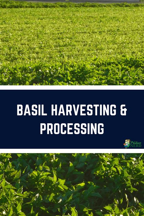 Basil Harvesting & Processing - The Produce Nerd