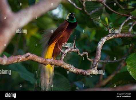 Greater bird of paradise mating hi-res stock photography and images - Alamy