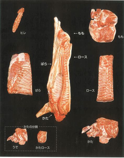 豚肉の部位を知る②部位ごとの説明 肉処とよた