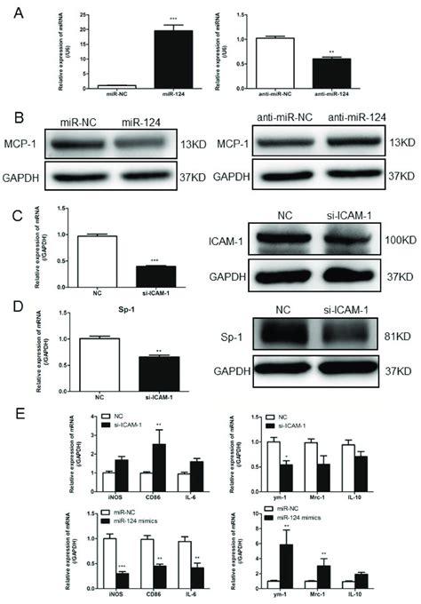 In Primary Macrophages Confirm ICAM 1 Regulation Of MCP 1 Expression