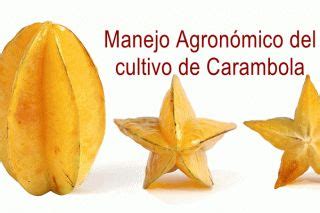 Guía de cultivo de Carambola PDF InfoAgronomo Como injertar