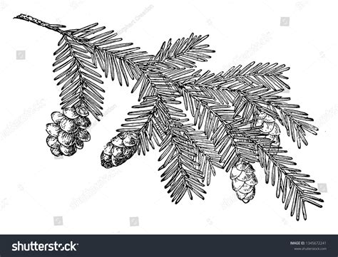 Hemlock Cone Over 275 Royalty Free Licensable Stock Illustrations