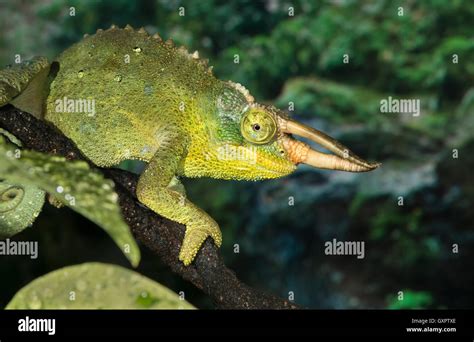 Jackson S Horned Chameleon Trioceros Jacksonii Portrait Captive